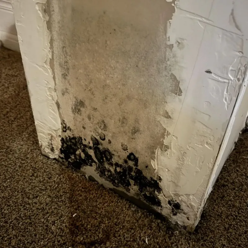 Professional Mold Removal in Kingwood Area, TX